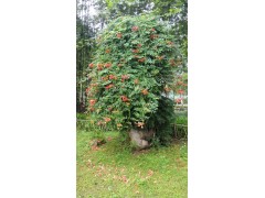 凌霄花--武汉解放公园草本图2