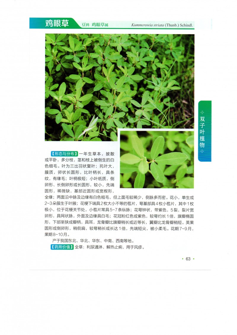 鸡眼草