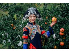 航拍大凉山十万亩石榴林   是中国石榴之乡图2