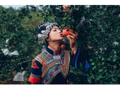 航拍大凉山十万亩石榴林   是中国石榴之乡图3