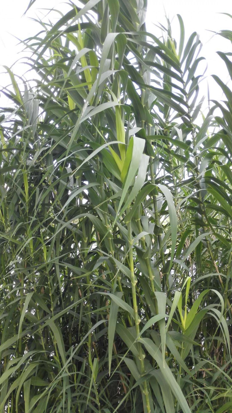 arundo donax 别 称 荻芦竹,江苇,旱地芦苇,芦竹笋,芦竹根,楼梯杆